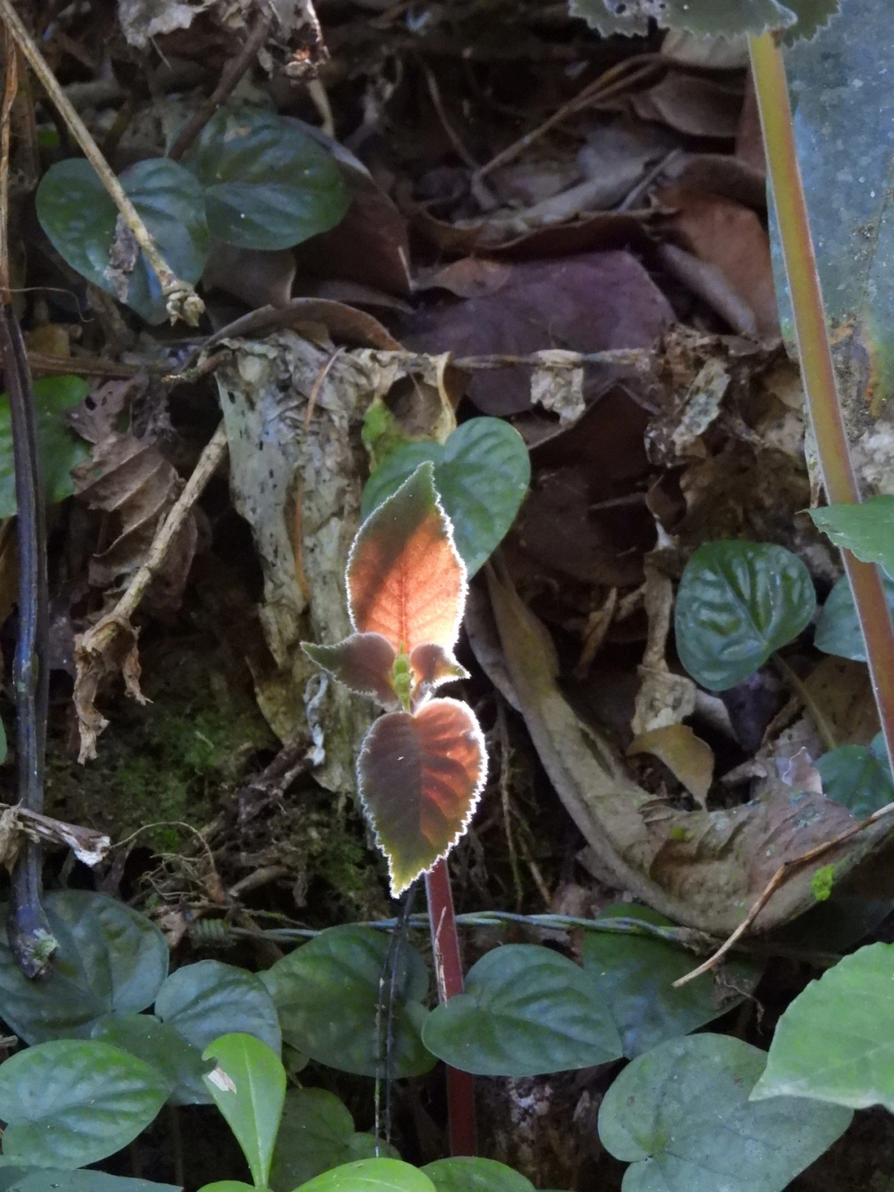 Plantas (Plantae), plantas, fotografado em Viana, Ilhabela