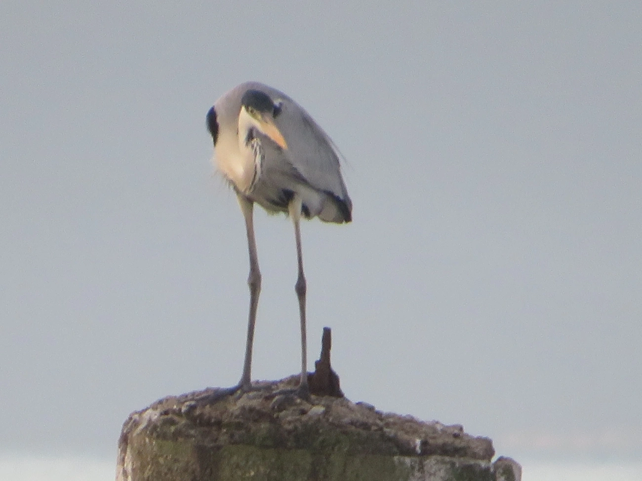 Garça-moura (Ardea cocoi), aves, fotografado em Maresias, São Sebastião
