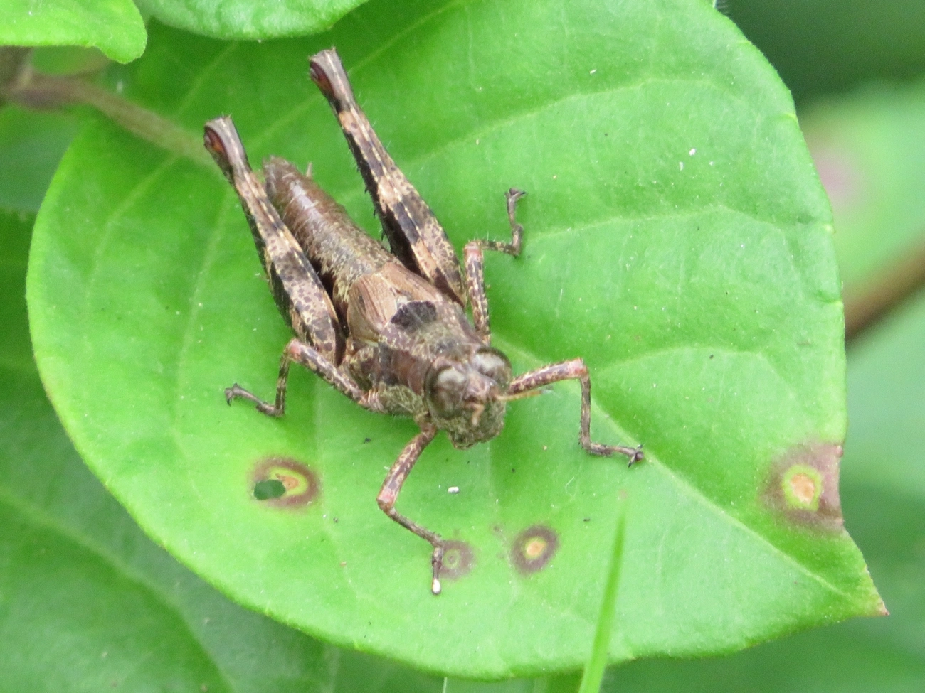 Digamacris amoena, insetos, fotografado em Maresias, São Sebastião