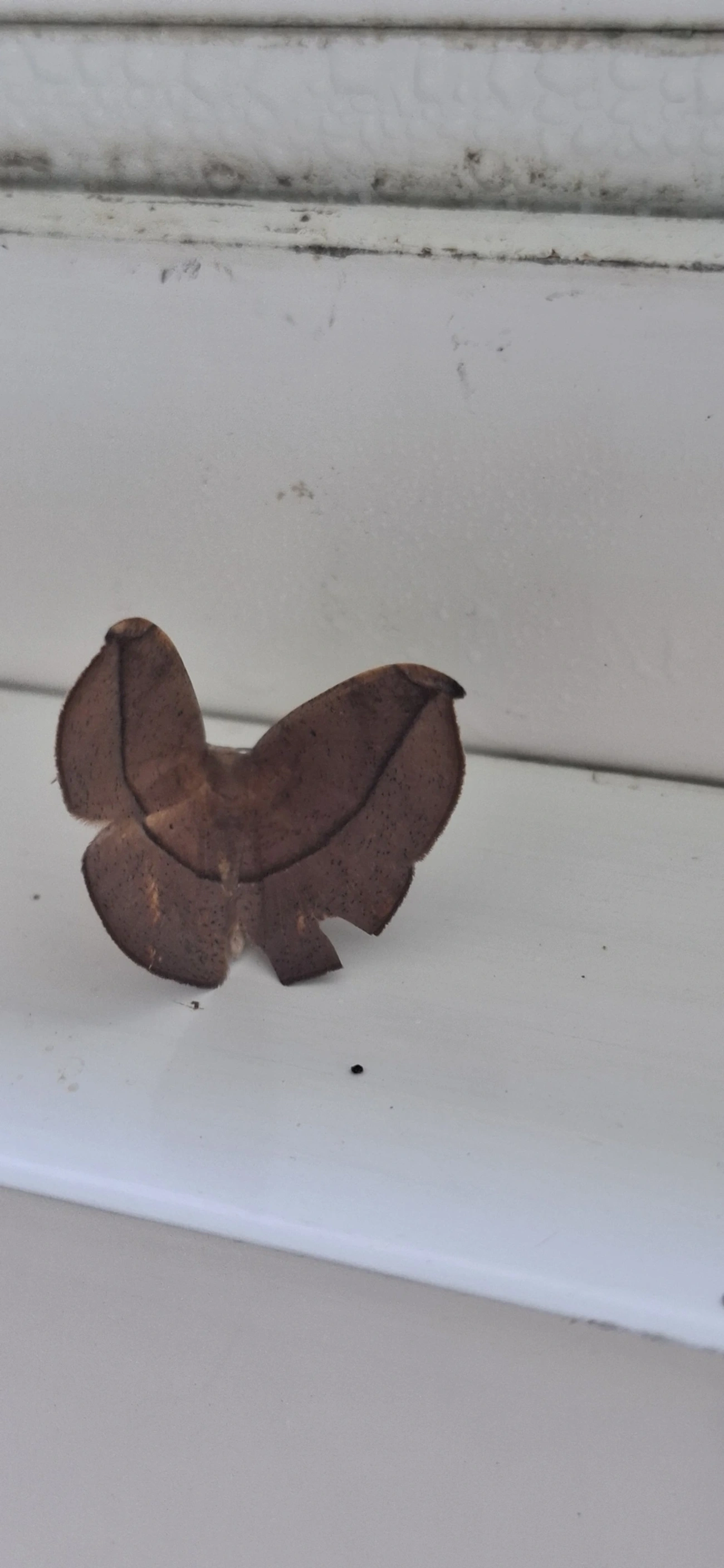 Mede-palmos (Geometridae), insetos, fotografado em Amparo