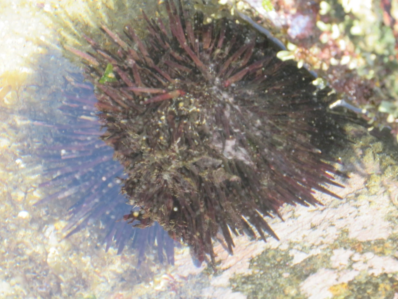 Pinaúna (Echinometra lucunter), equinodermos, fotografado em Maresias, São Sebastião