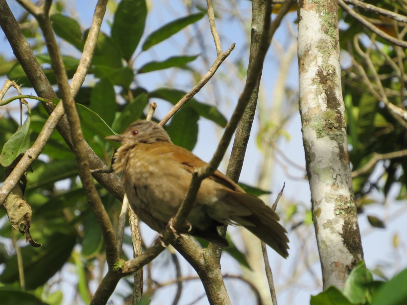 Sabiá-barranco (Turdus leucomelas), aves, fotografado em Maresias, São Sebastião