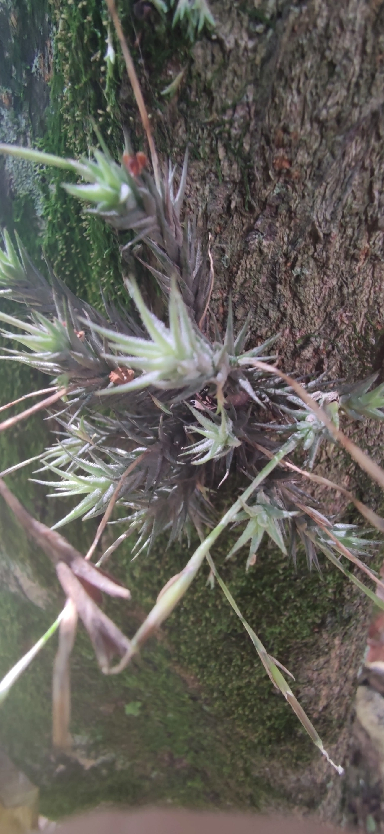 Tilândsia (Tillandsia tricholepis), plantas, fotografado em Vila Gomes Cardim, São Paulo