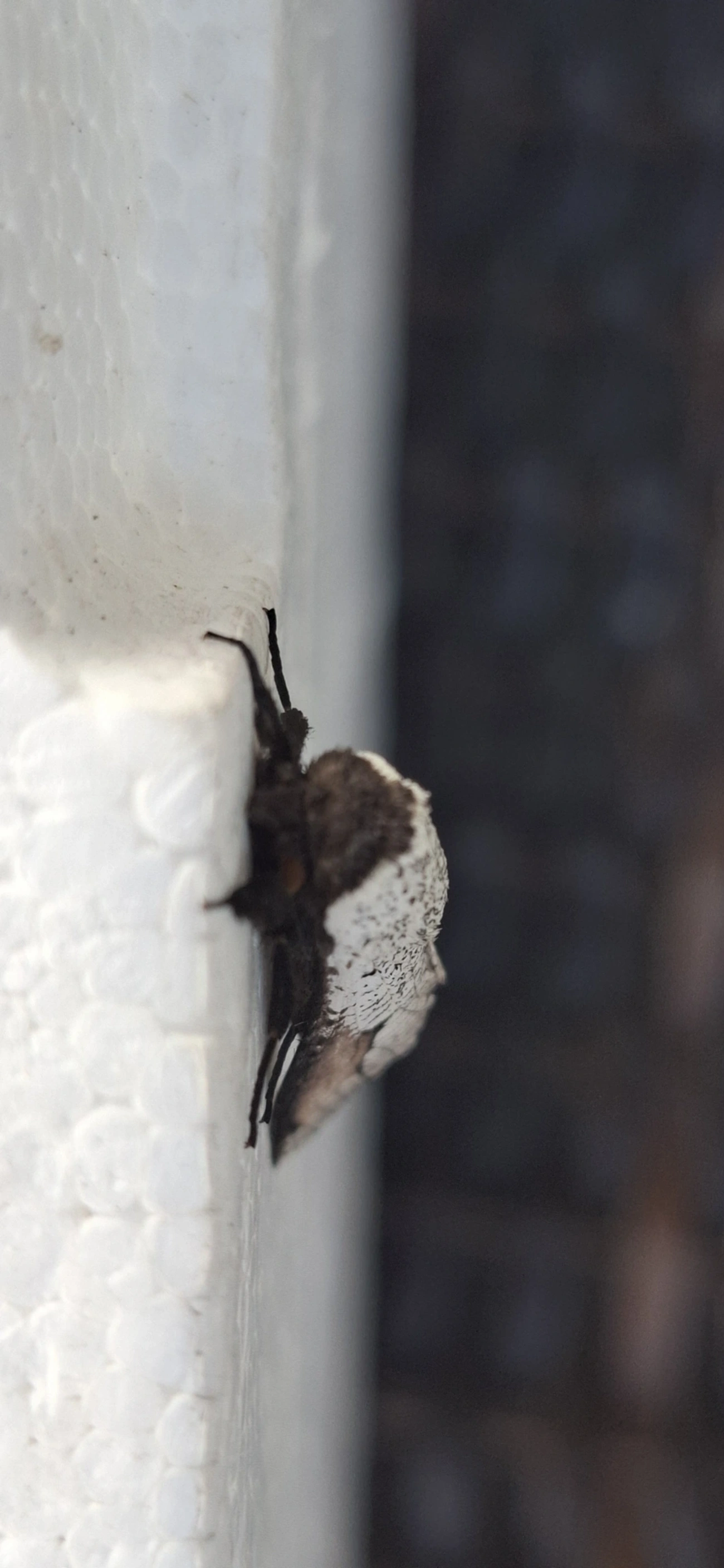 Brypoctia, insetos, fotografado em Maresias, São Sebastião