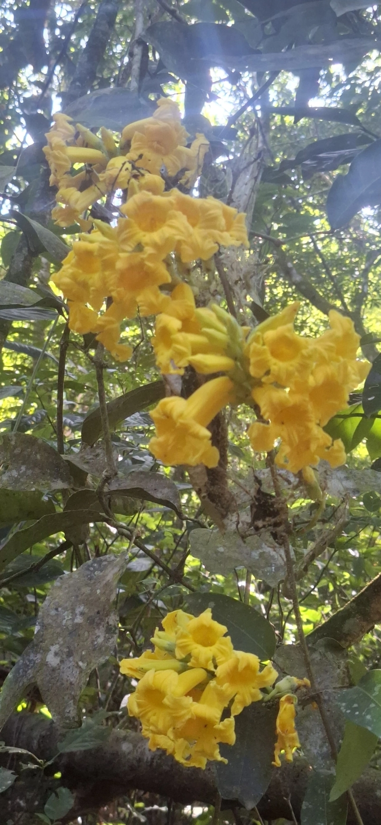 Bignoniaceae, plantas, fotografado em Perequê, Ilhabela