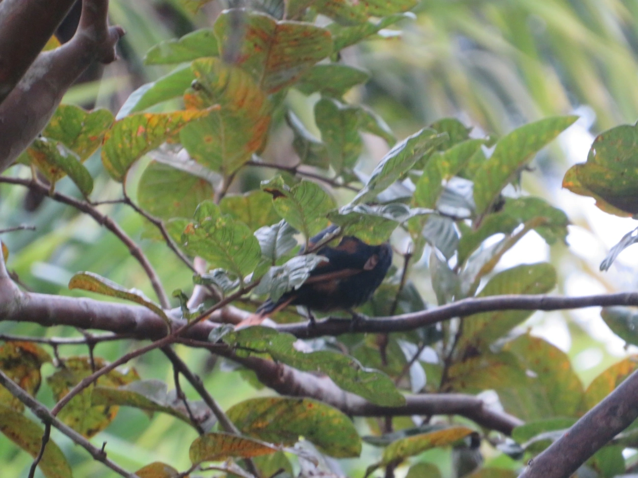 Tiê-preto (Tachyphonus coronatus), aves, fotografado em Maresias, São Sebastião
