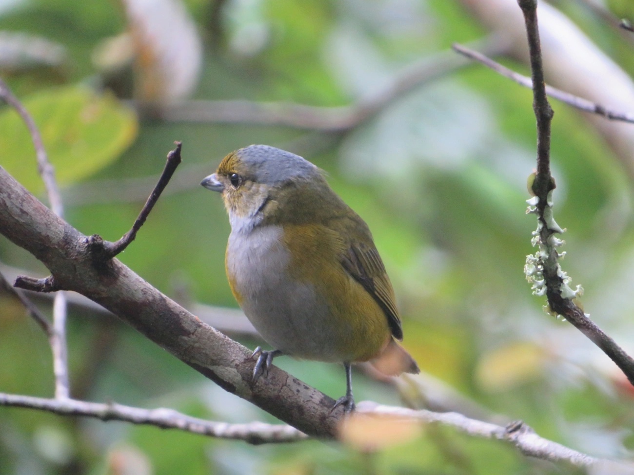 Ferro-velho (Euphonia pectoralis), aves, fotografado em Maresias, São Sebastião