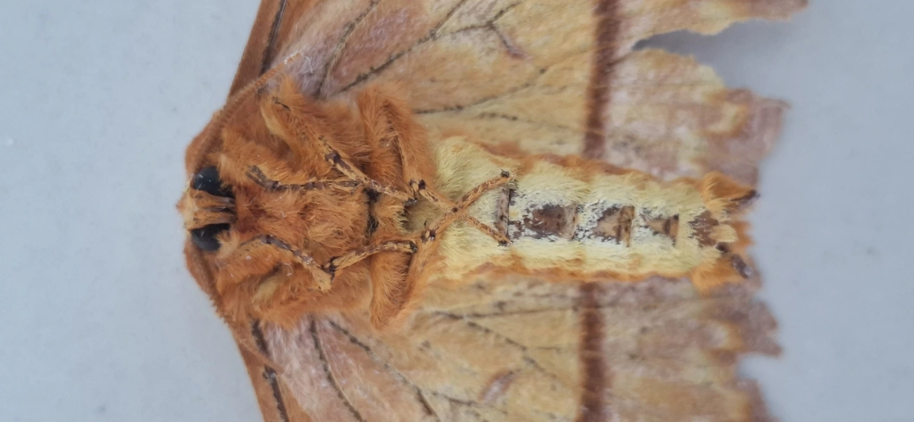 Procitheronia, insetos, fotografado em Amparo