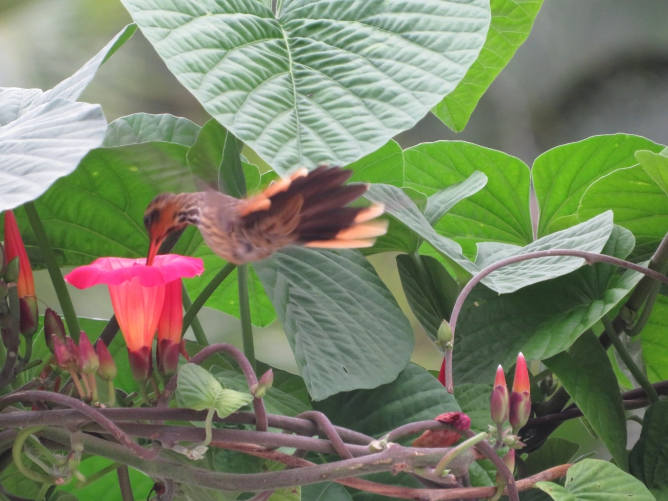 Beija-flor-do-mato (Ramphodon naevius), aves, fotografado em São Sebastião