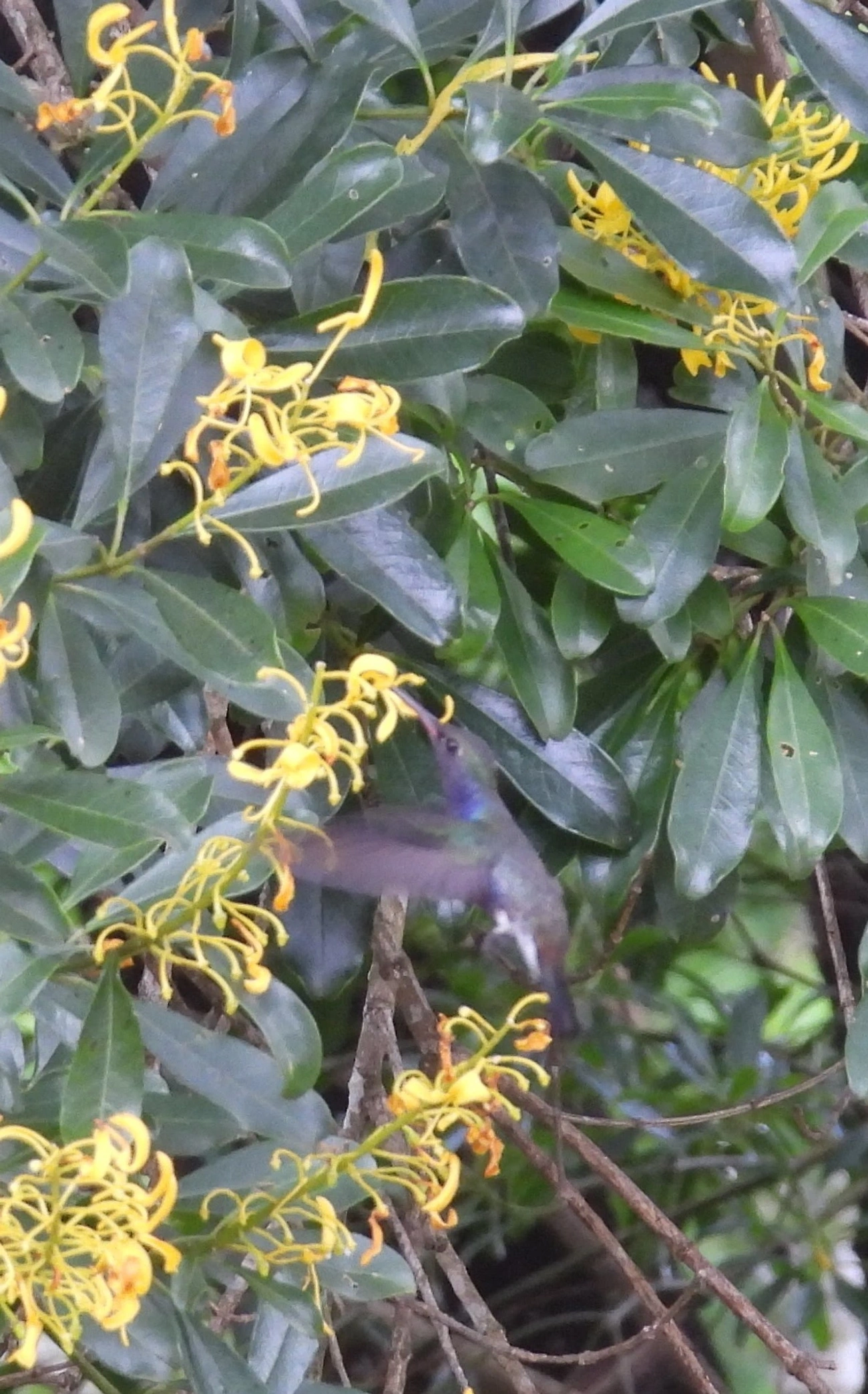 Beija-flor-de-peito-azul (Chionomesa lactea), aves, fotografado em Guarulhos