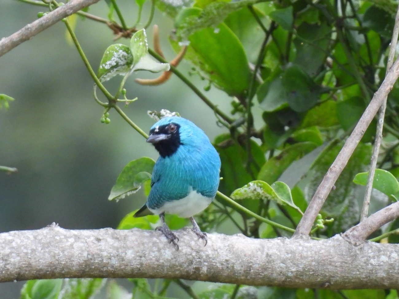 Saí-andorinha (Tersina viridis), aves, fotografado em Itamonte
