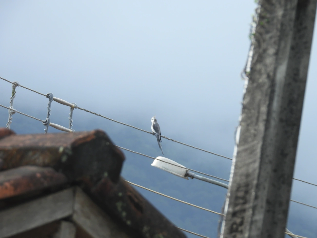 Nymphicus, aves, fotografado em Maresias, São Sebastião