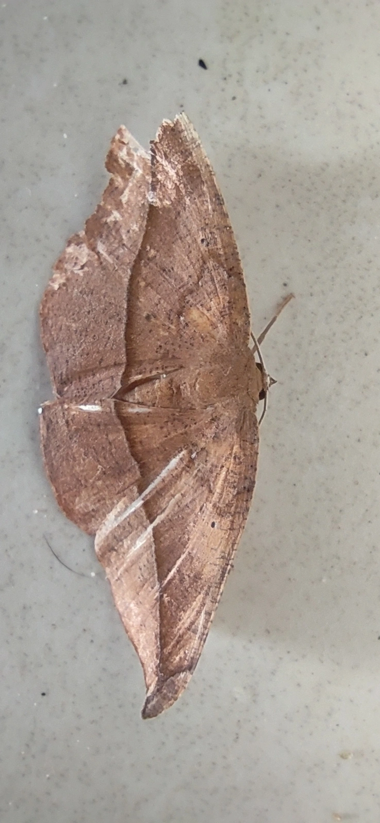Oxydia, insetos, fotografado em Maresias, São Sebastião