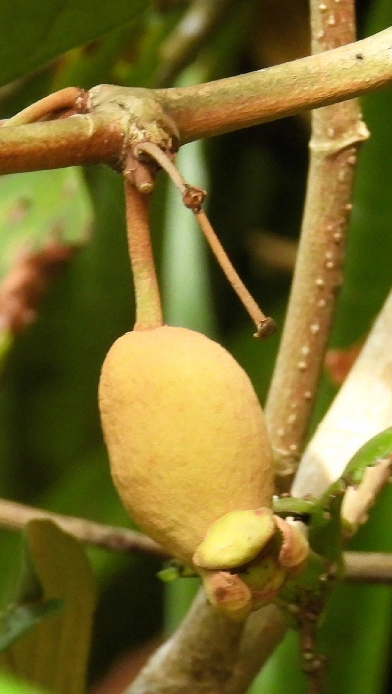 Dicotiledóneas (Magnoliopsida), plantas, fotografado em Maresias, São Sebastião