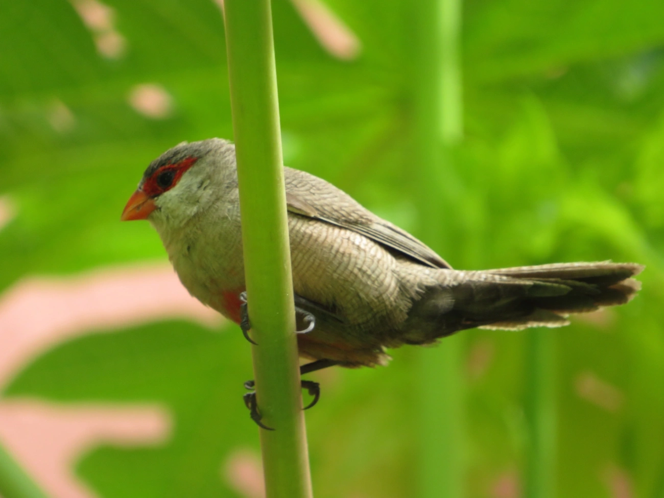 Bico-de-lacre (Estrilda astrild), aves, fotografado em Indaiá, Caraguatatuba