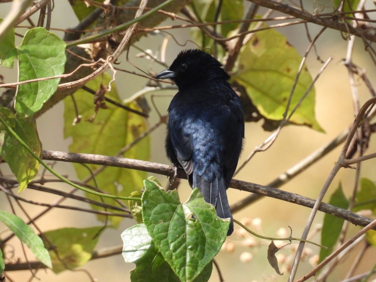 Tiê-preto (Tachyphonus coronatus), aves, fotografado em Itamonte