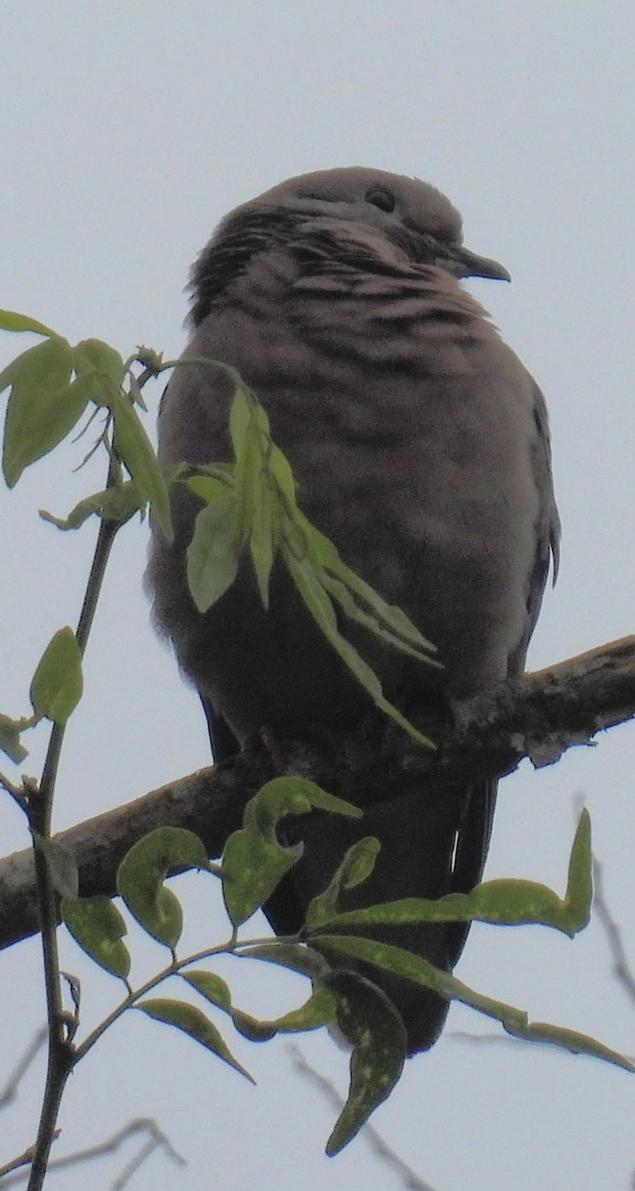 Pomba-de-bando (Zenaida auriculata), aves, fotografado em Santa Isabel
