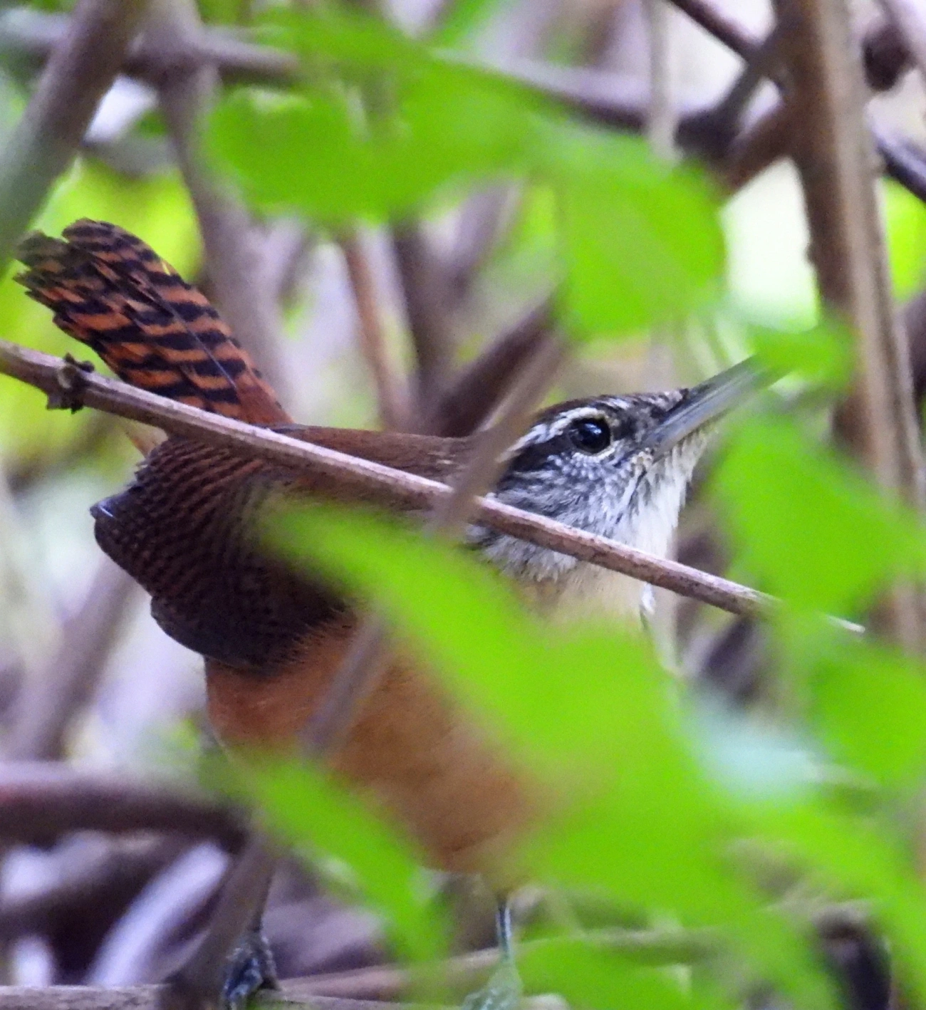 Garrinchão-de-bico-grande (Cantorchilus longirostris), aves, fotografado em Maresias, São Sebastião