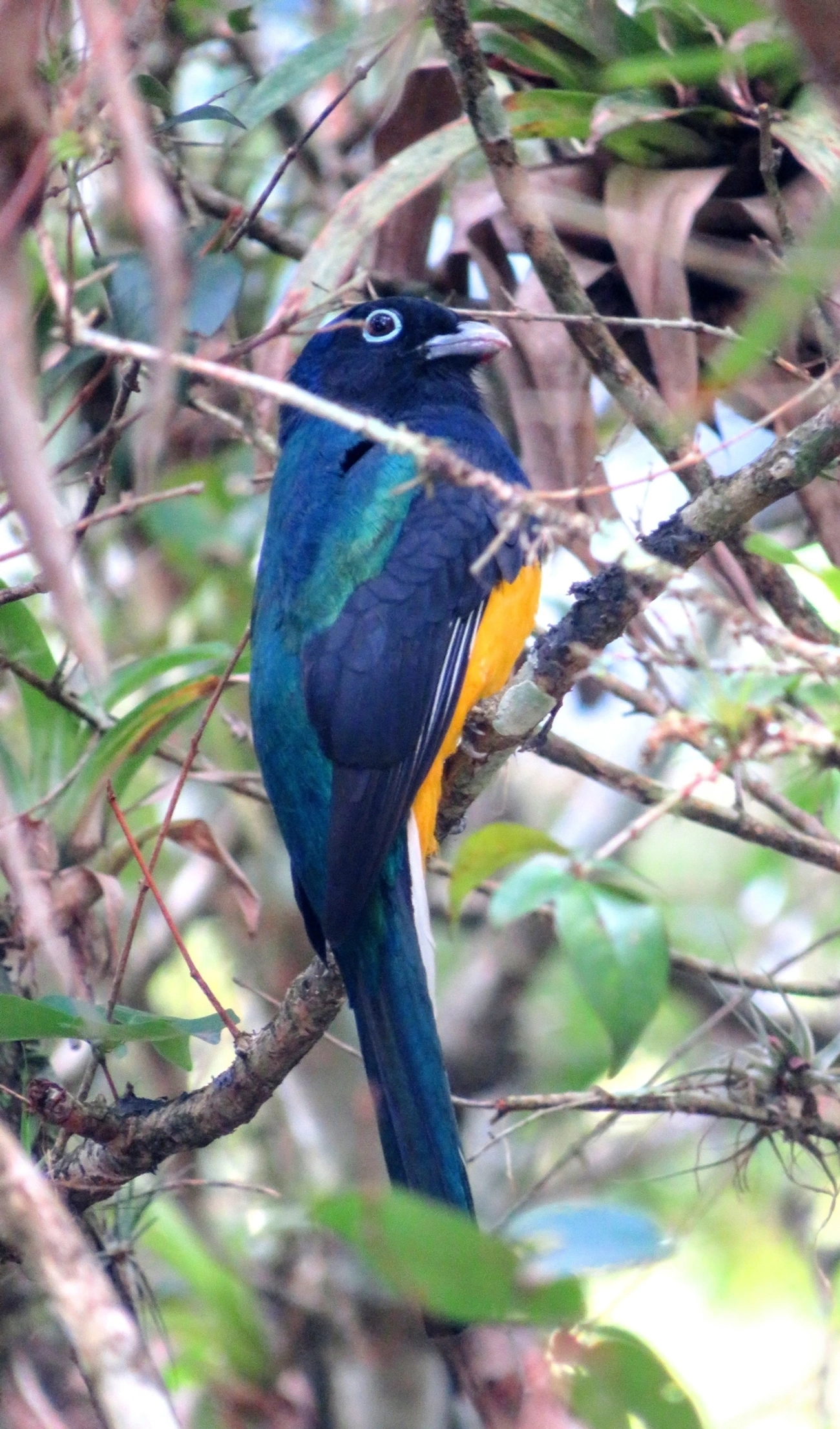 Surucuá-de-barriga-amarela (Trogon viridis), aves, fotografado em Maresias, São Sebastião