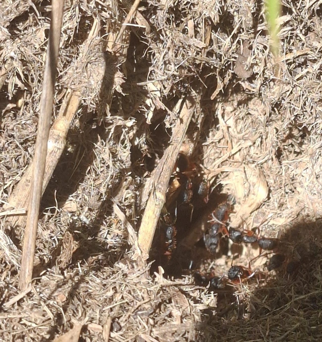 Sarassará-de-pernas-ruivas (Camponotus rufipes), insetos, fotografado em Queluz