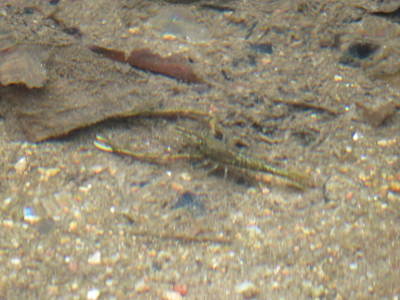 Camarão-de-água-doce (Macrobrachium potiuna), crustáceos, fotografado em Maresias, São Sebastião