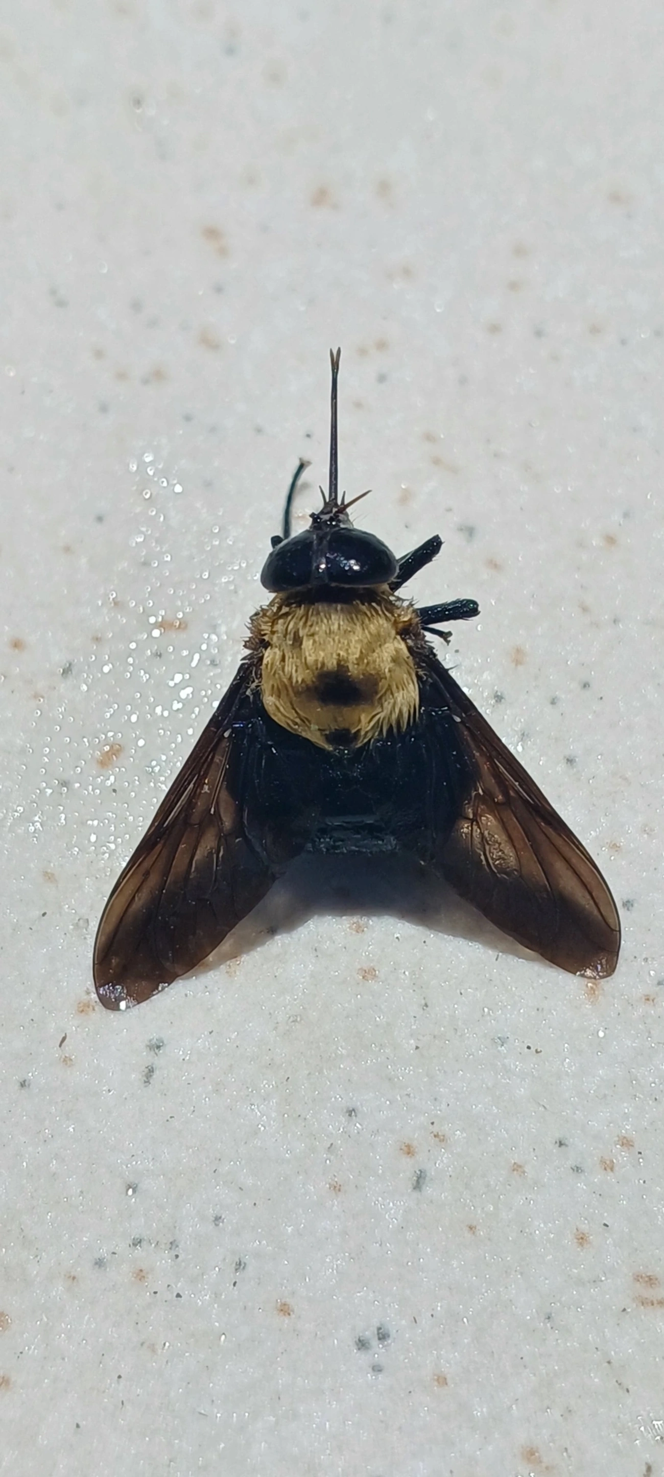 Pangoniinae, insetos, fotografado em Maresias, São Sebastião