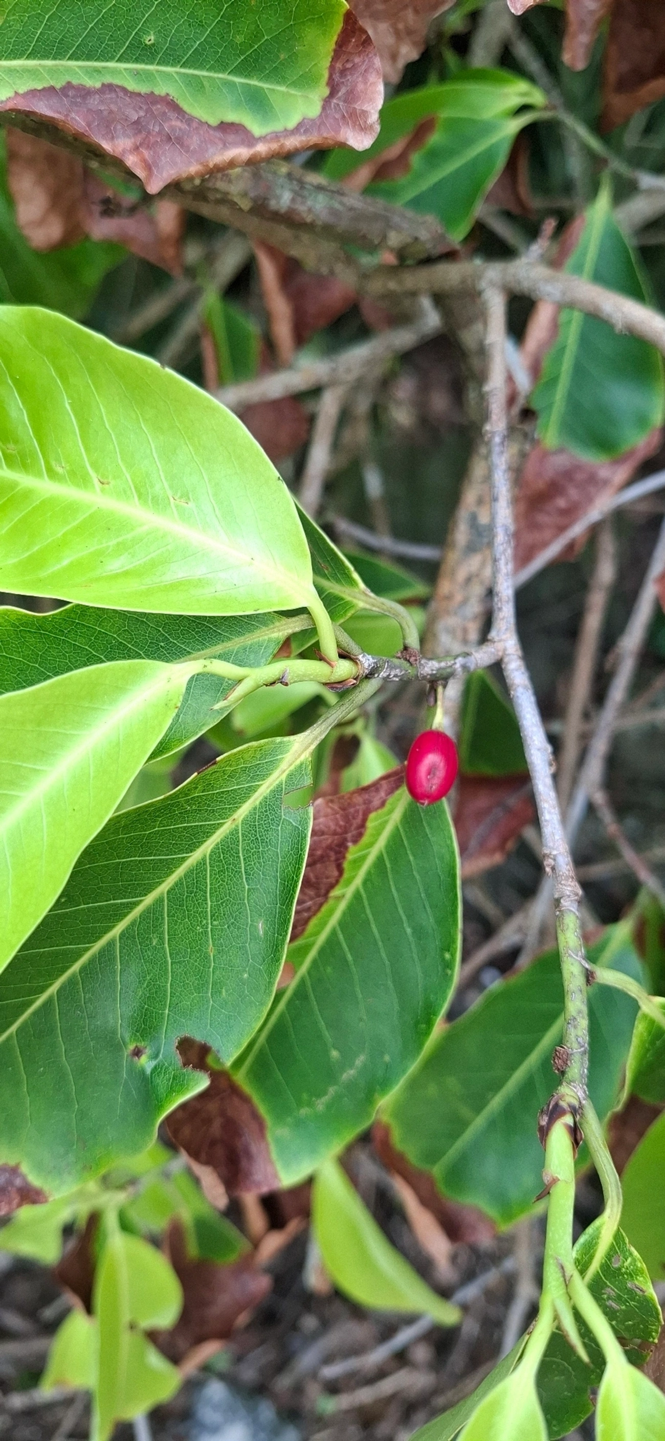 Baga-de-pomba (Erythroxylum argentinum), plantas, fotografado em Maresias, São Sebastião
