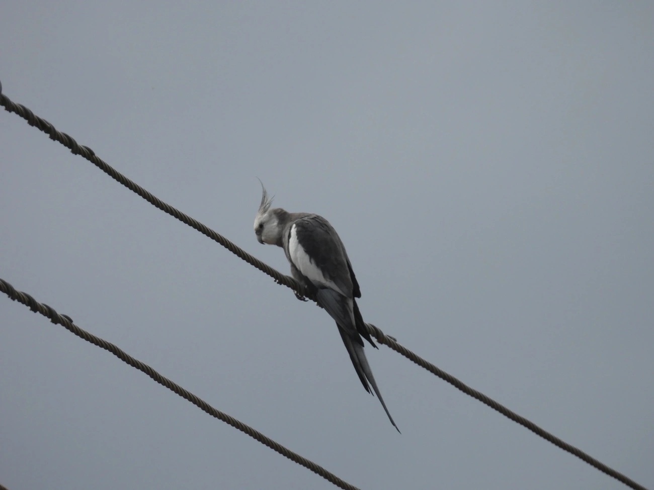 Nymphicus, aves, fotografado em Maresias, São Sebastião