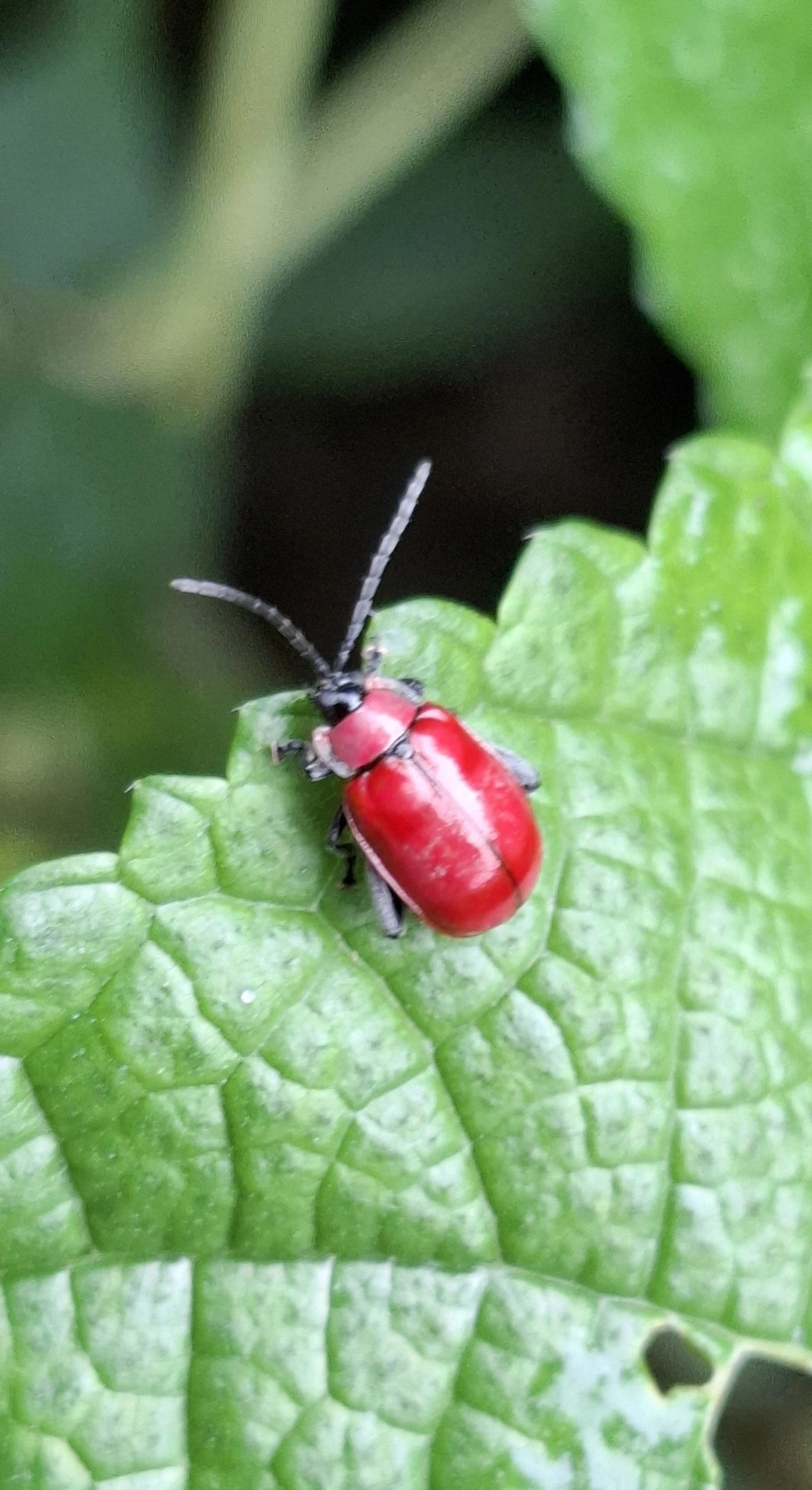 Oedionychina, insetos, fotografado em Paúba, São Sebastião