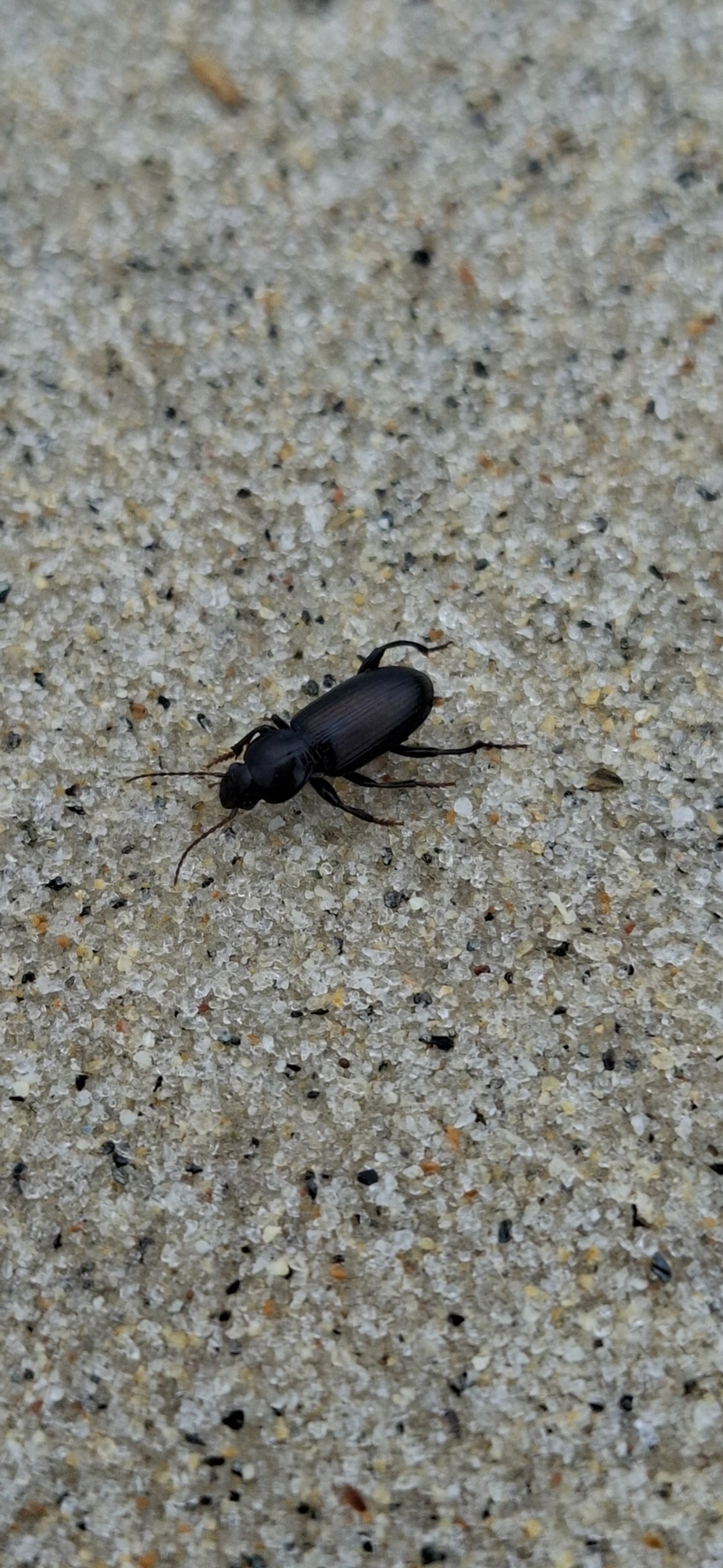 Trichopselaphus, insetos, fotografado em Maresias, São Sebastião