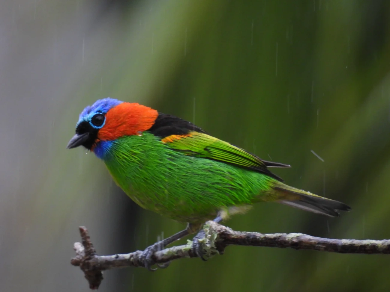 Saíra-militar (Tangara cyanocephala), aves, fotografado em Maresias, São Sebastião