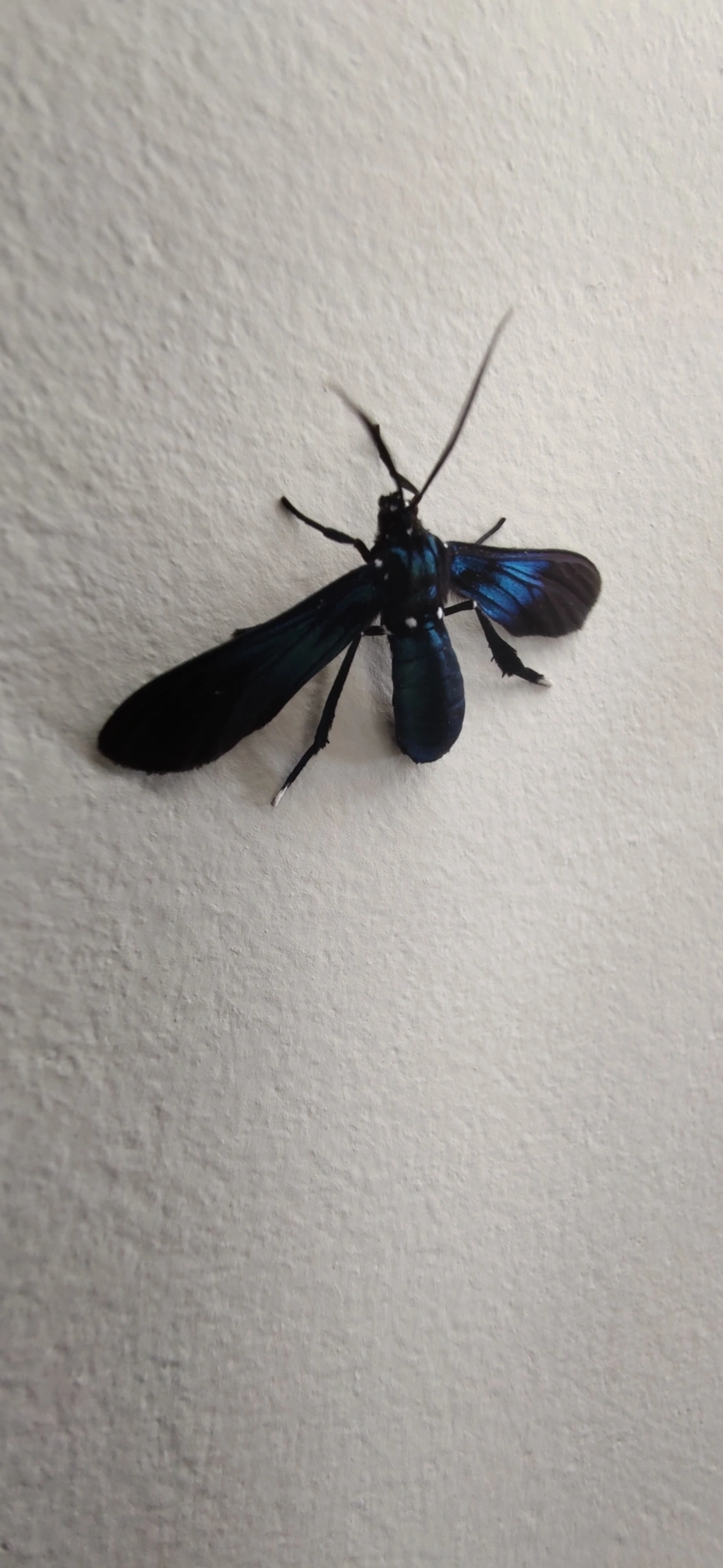Macrocneme, insetos, fotografado em Maresias, São Sebastião