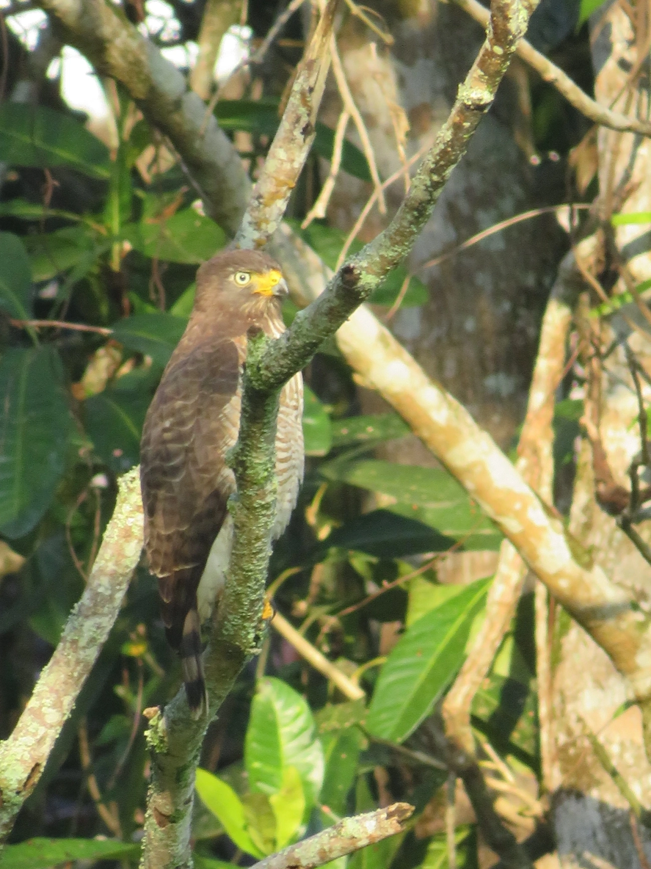Gavião-carijó (Rupornis magnirostris), aves, fotografado em Maresias, São Sebastião