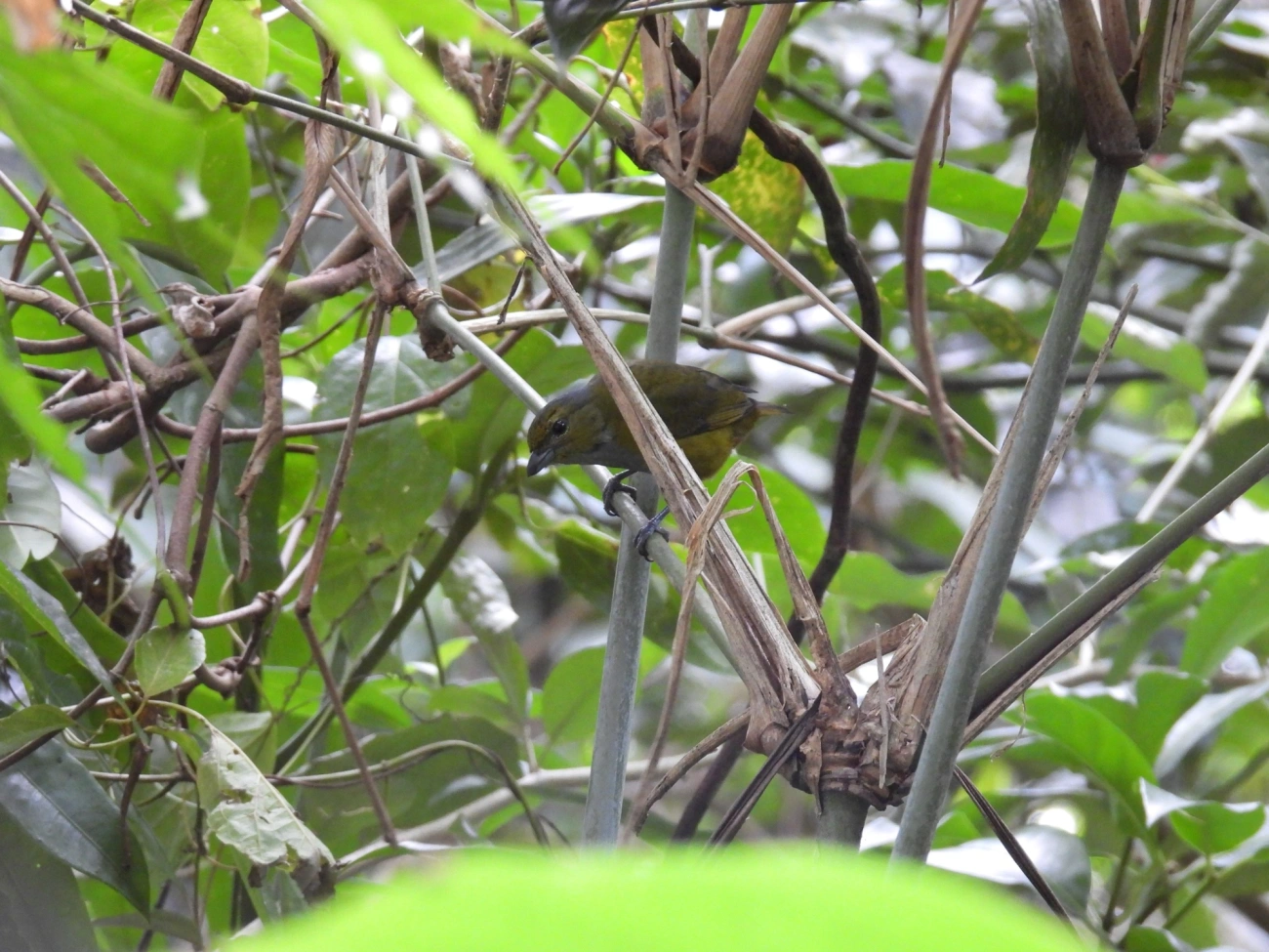 Ferro-velho (Euphonia pectoralis), aves, fotografado em Paúba, São Sebastião