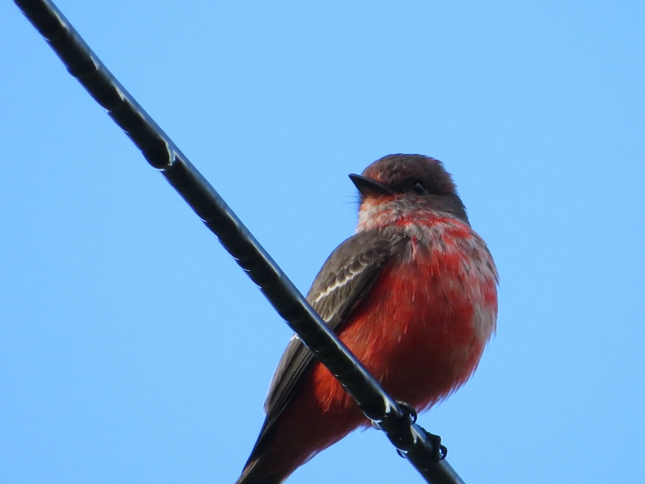 Príncipe (Pyrocephalus rubinus), aves, fotografado em Maresias, São Sebastião
