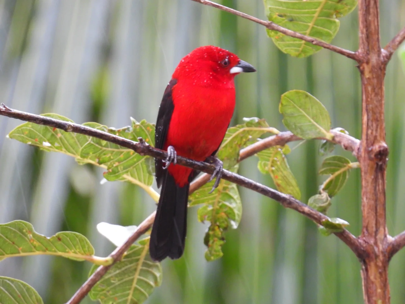 Tiê-sangue (Ramphocelus bresilius), aves, fotografado em Maresias, São Sebastião