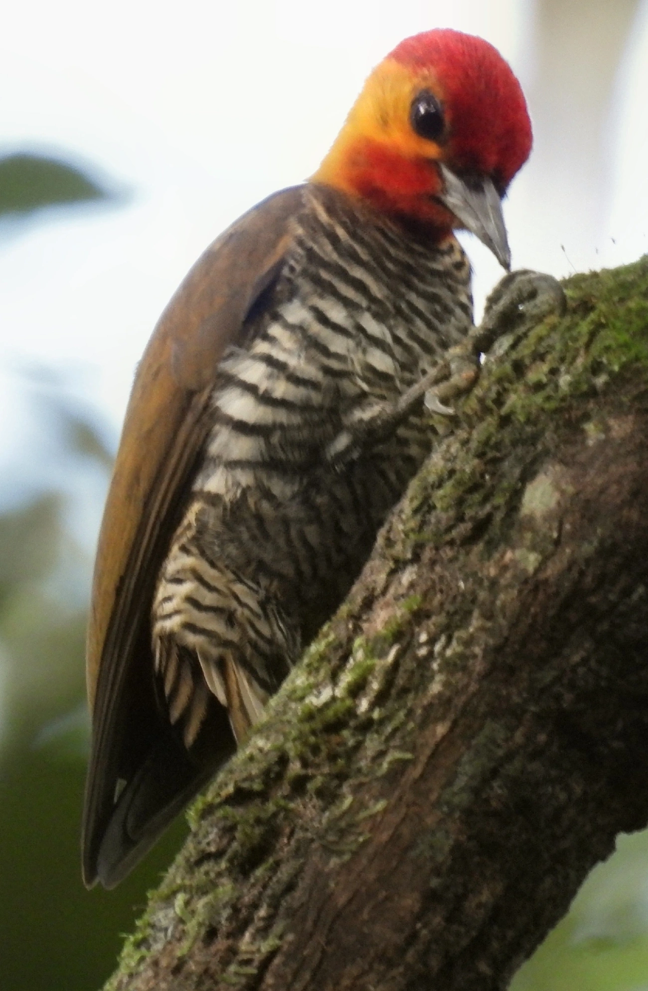 Pica-pau-bufador (Piculus flavigula), aves, fotografado em Maresias, São Sebastião