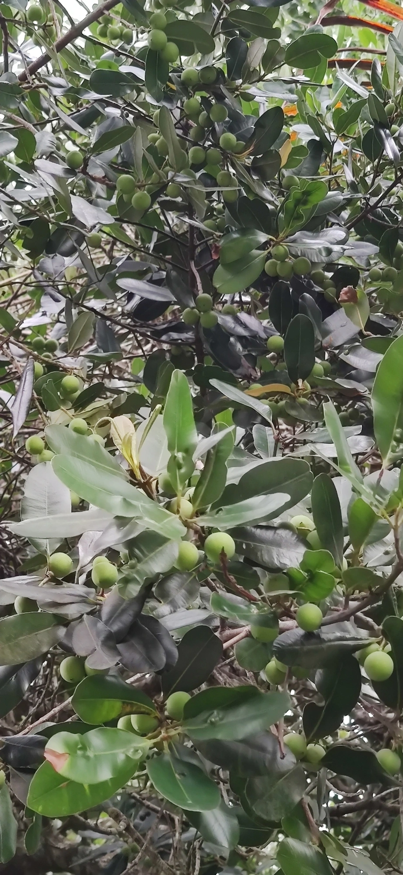 Guanandi (Calophyllum brasiliense), plantas, fotografado em Maresias, São Sebastião