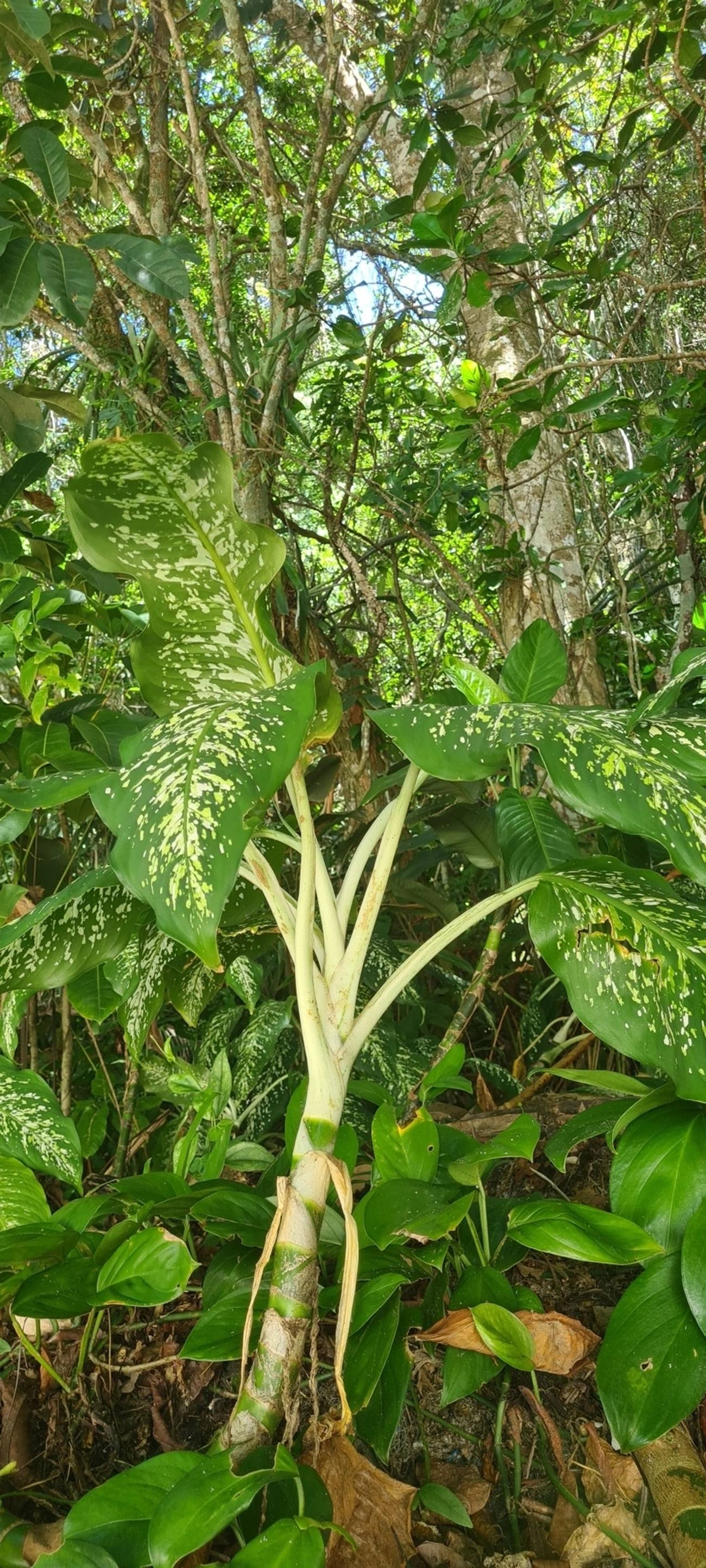 Dieffenbachia, plantas, fotografado em Maresias, São Sebastião