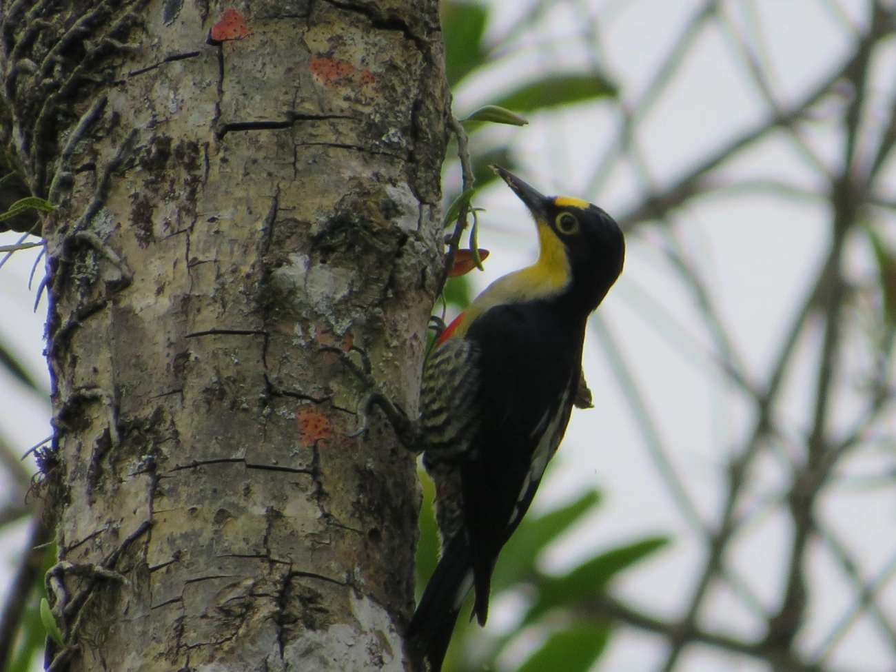 Benedito-de-testa-amarela (Melanerpes flavifrons), aves, fotografado em Maresias, São Sebastião