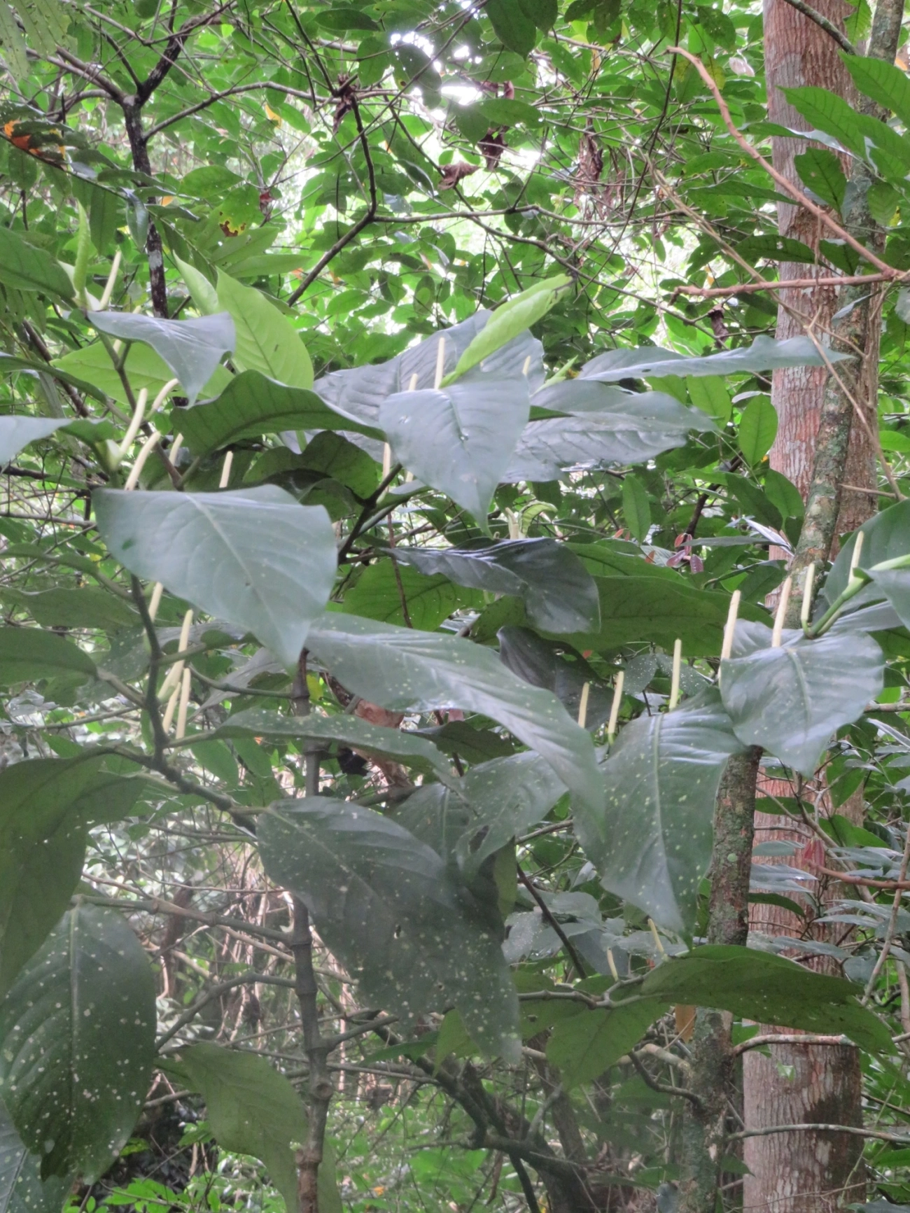 Piper, plantas, fotografado em Maresias, São Sebastião