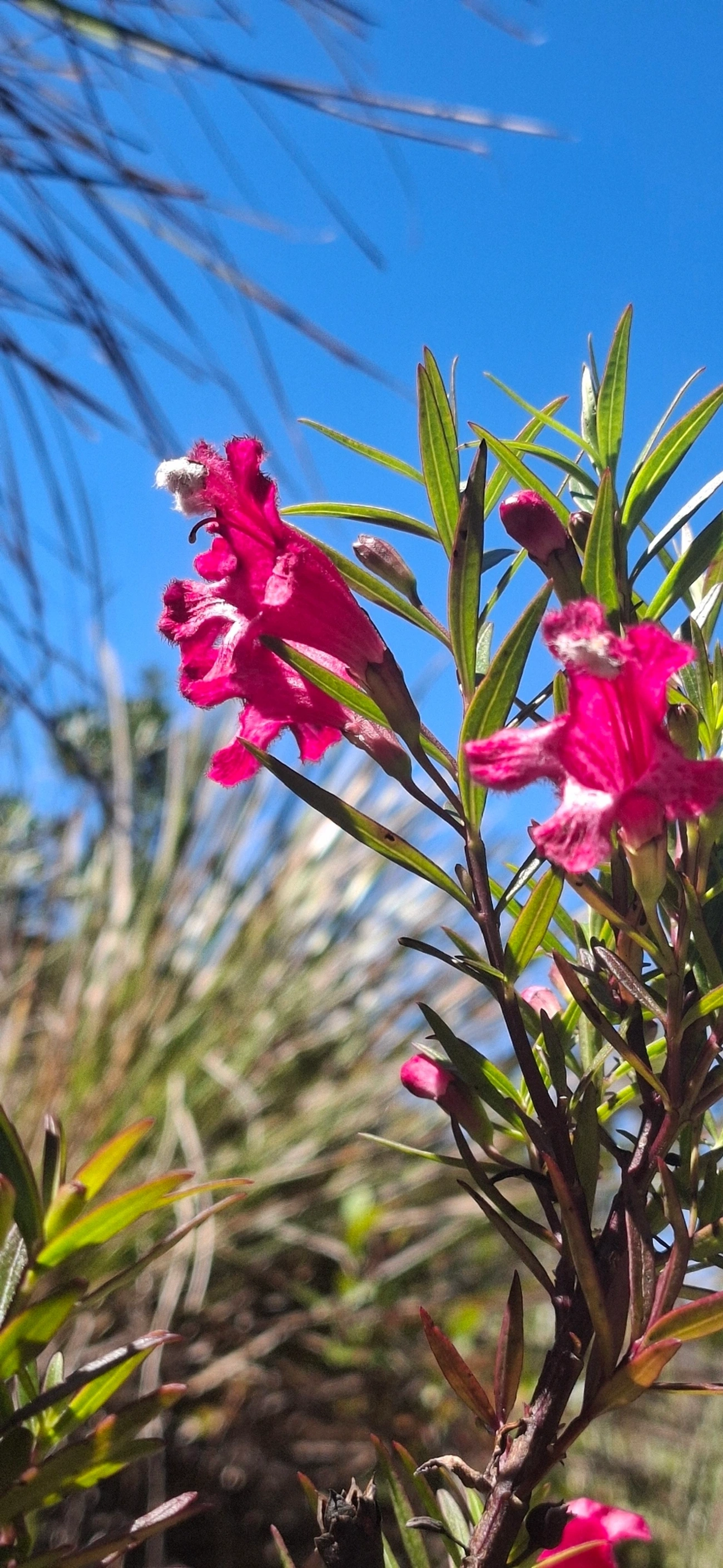 Esterhazya, plantas, fotografado em Engenheiro Passos