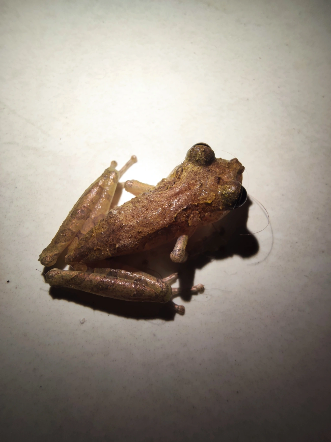 Perereca-do-litoral (Ololygon littoralis), anfíbios, fotografado em Maresias, São Sebastião
