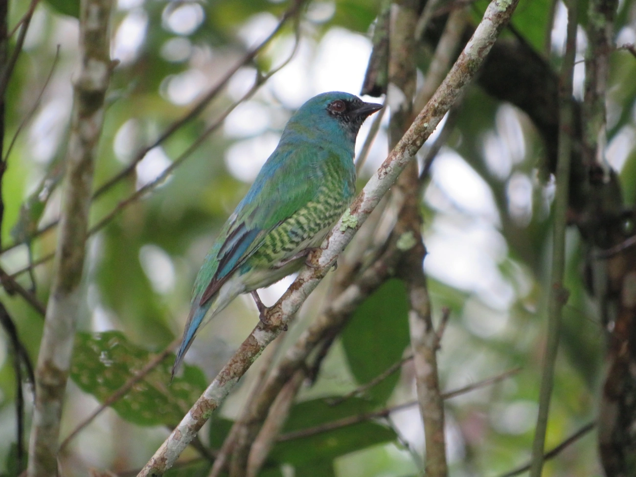 Saí-andorinha (Tersina viridis), aves, fotografado em Maresias, São Sebastião