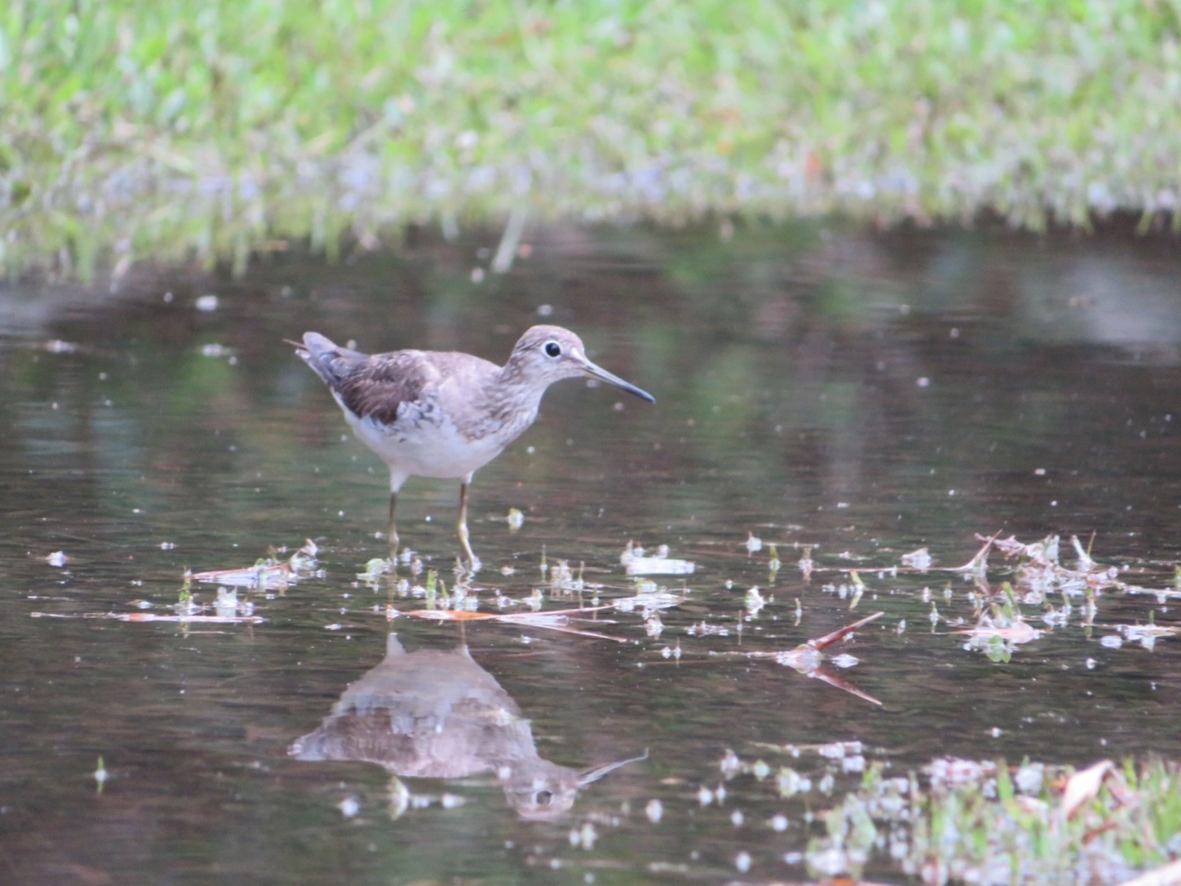 Maçarico-solitário (Tringa solitaria), aves, fotografado em Maresias, São Sebastião