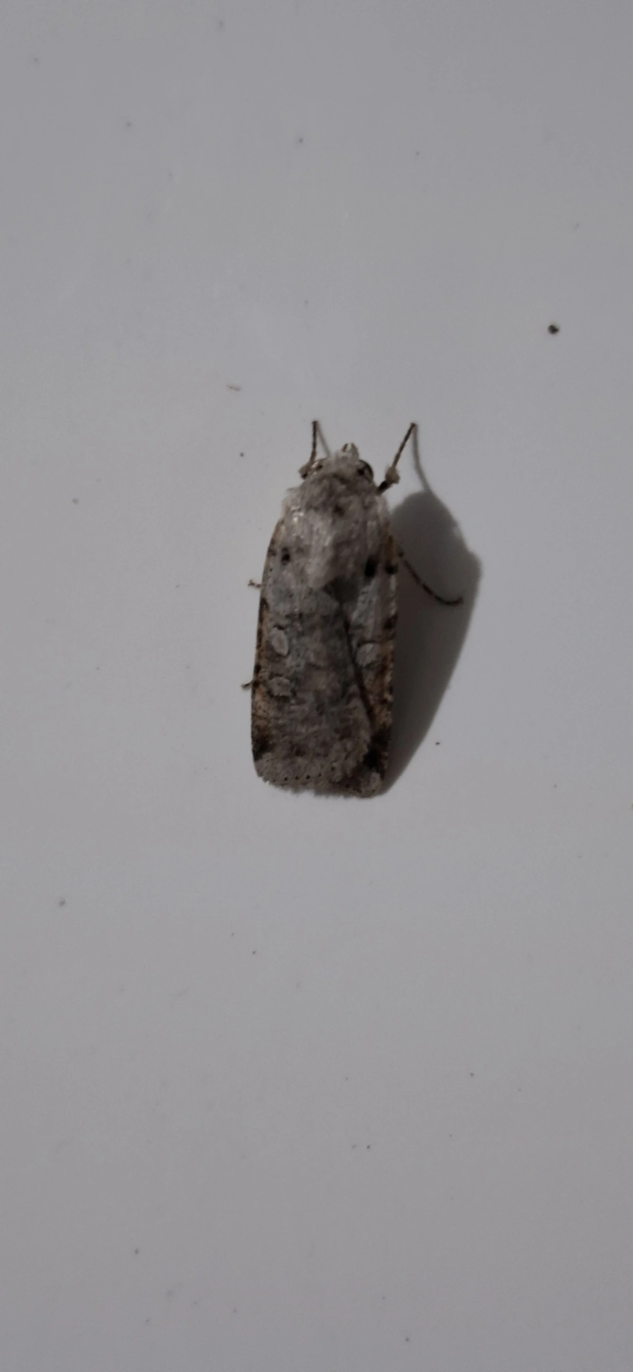Noctuidae, insetos, fotografado em Itamonte