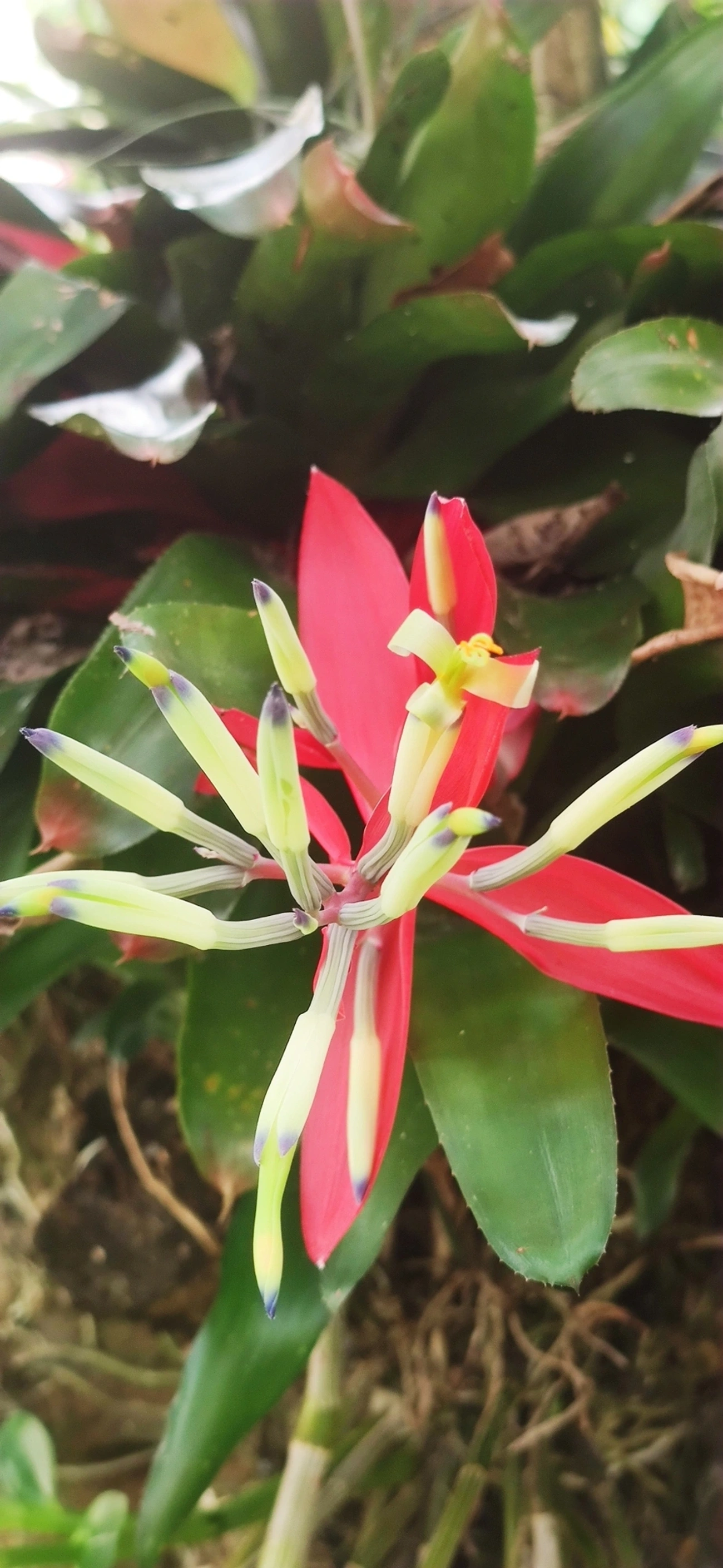 Guaricana-uva (Billbergia amoena), plantas, fotografado em Indaiá, Caraguatatuba