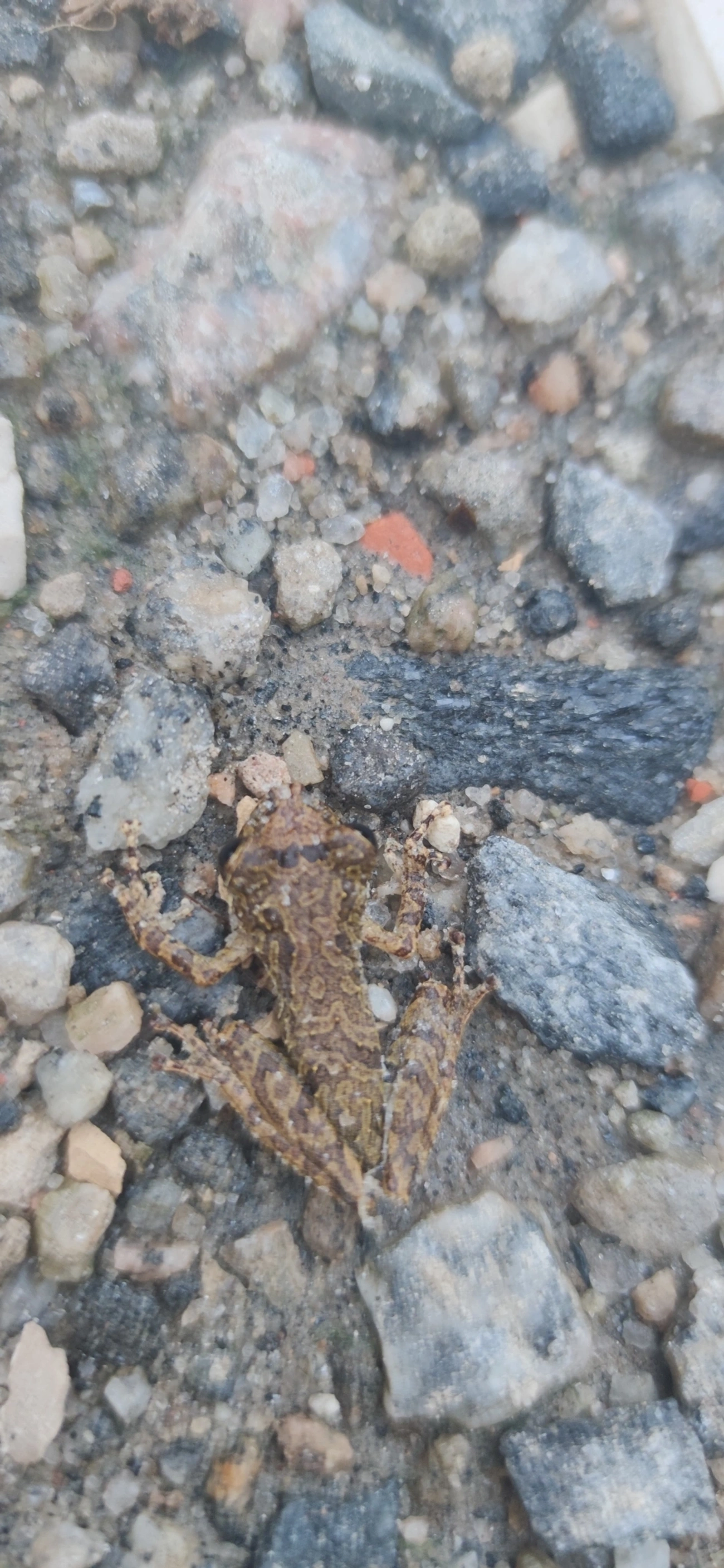 Perereca-do-litoral (Ololygon littoralis), anfíbios, fotografado em Maresias, São Sebastião