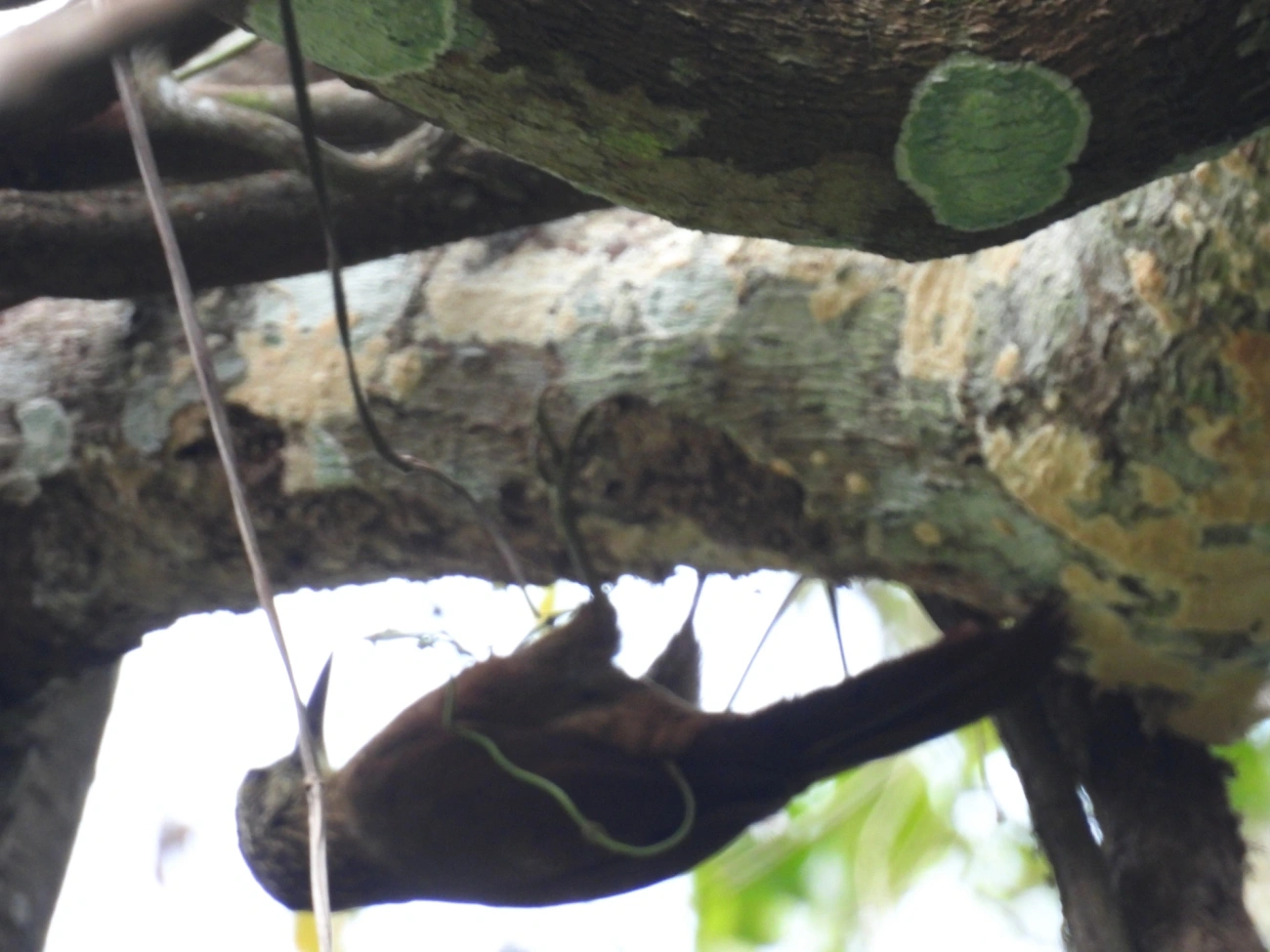 Arapaçu-de-garganta-branca (Xiphocolaptes albicollis), aves, fotografado em Maresias, São Sebastião