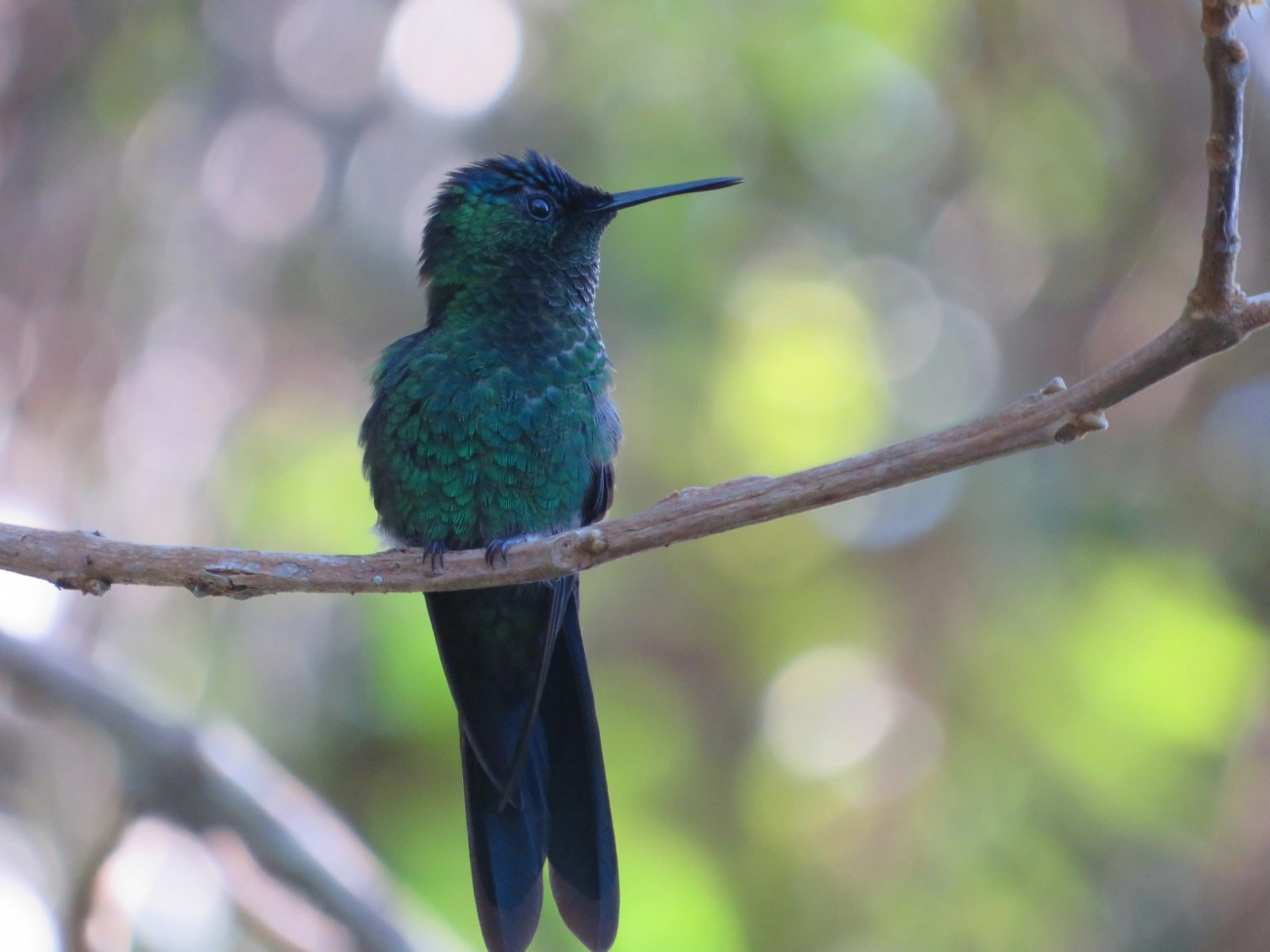 Beija-flor-de-fronte-violeta (Thalurania glaucopis), aves, fotografado em Maresias, São Sebastião